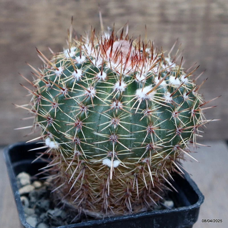 Green potted cactus with white spines, round body in a black plastic pot