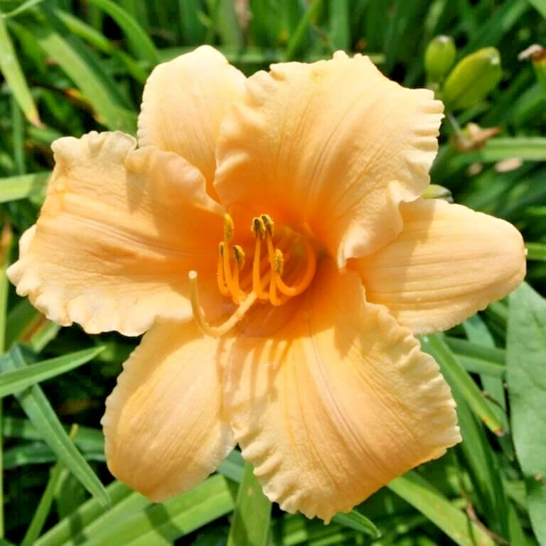 5 APRICOT SPARKLES DAYLILY SEEDS  - Hemerocallis 'Apricot Sparkles' Garden Plants