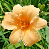 5 APRICOT SPARKLES DAYLILY SEEDS  - Hemerocallis 'Apricot Sparkles' Garden Plants
