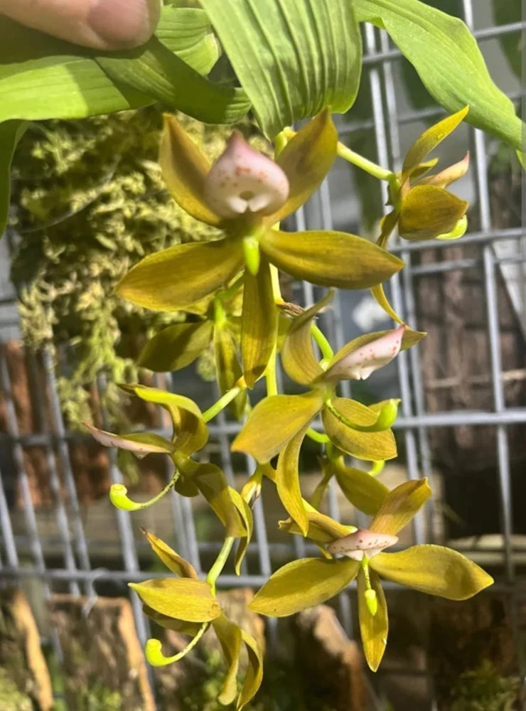 Yellow Cycnoches orchid with pink-centered blooms and dangling petals