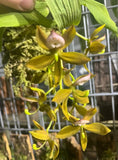 In Spike Cycnoches Haagii Fruity fragrant Live Swan Orchid yellow Orchids