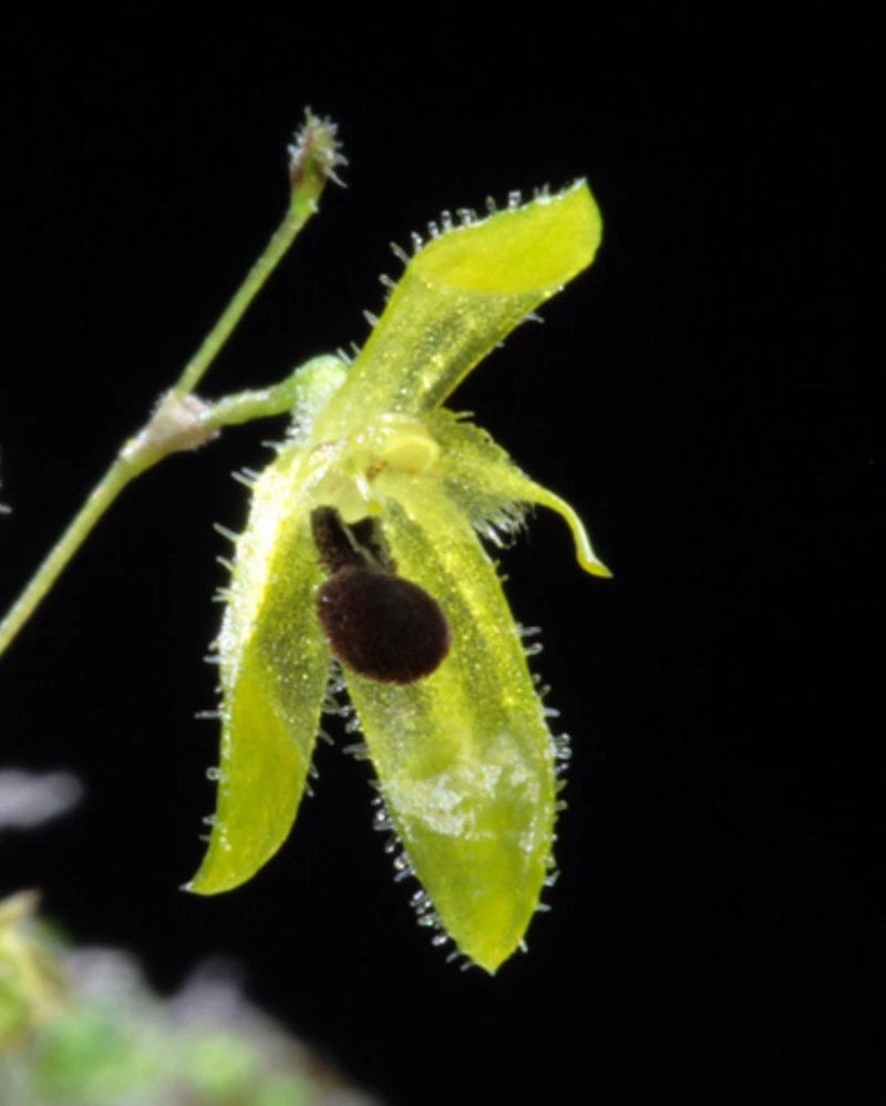 Green orchid flower with long fuzzy petals and dark center