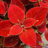 25+ Red Coleus Seeds for Garden Planting - USA - FREE SHIPPING! Garden Plants