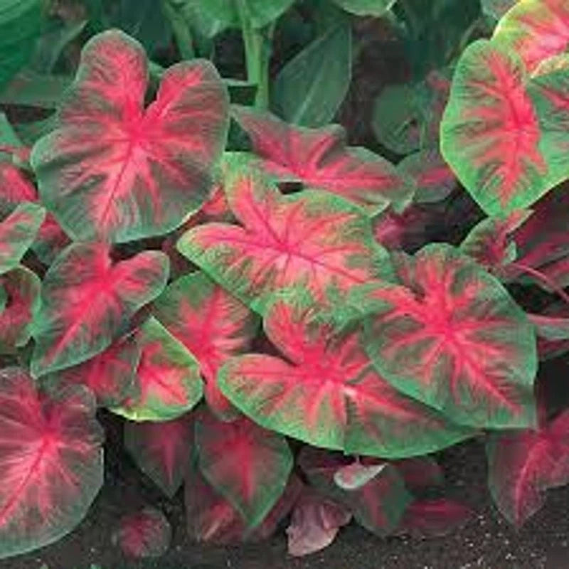 Caladium bulb plant with pink-red star-pattern leaves and green edges in a dense cluster
