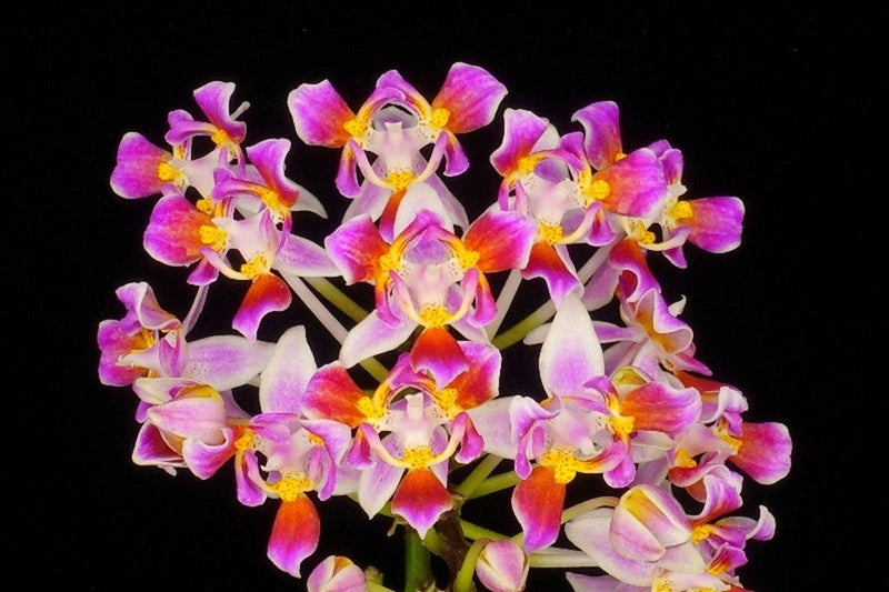 Fragrant Phalaenopsis orchid cluster with pink, purple, yellow and white blooms on green stem