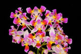 Original Phal Phalaenopsis species equestris 'Rainbow'-STEM-FRAGRANT Orchids