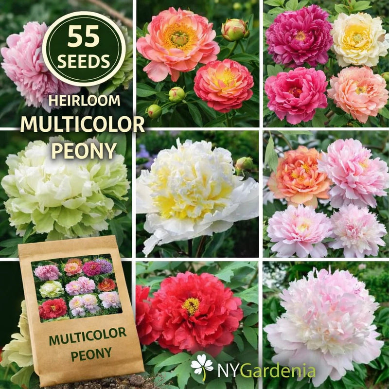 55 Multicolor Peony Seeds Heirloom Garden Flower Mix Easy Grow Peony