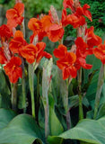 5 Red Canna Lily bulbs - Up To 12+ft Tall Lily
