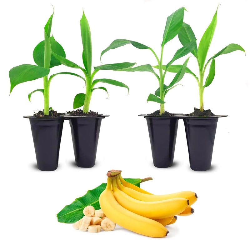 Banana Tree "Dwarf Cavendish". Set of 4 starter plants Green Plant