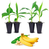 Banana Tree "Dwarf Cavendish". Set of 4 starter plants Green Plant