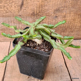 D6474 EUPHORBIA STELLATA BIG CAUDEX pot12-H9-W31 cm MaMa Cactus Green Plant