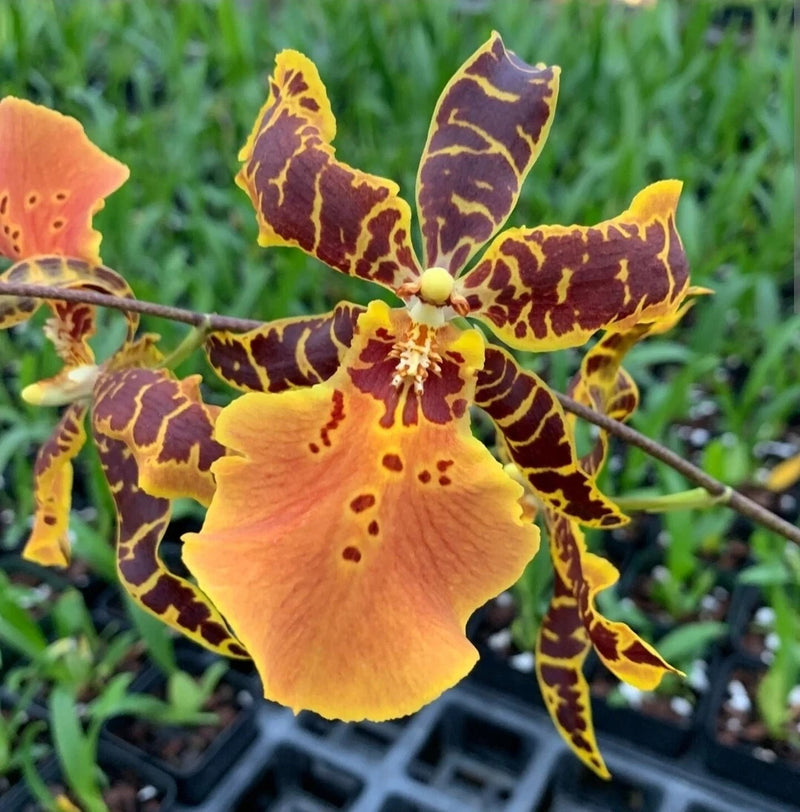 Oncidium orchid cluster with yellow petals and dark purple speckles