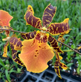 Alicera Hilo Ablaze, Blooming size oncidium orchid clone. Orchids