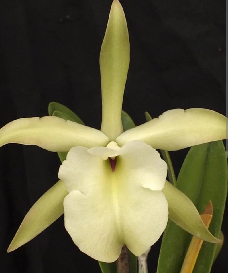 Live compact orchid plant with pale yellow star-shaped blooms