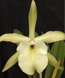 Rhyncholaelia Glauca Compact Live Big orchid plant Orchids