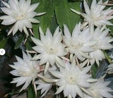Orchid cactus Epiphyllum pumilum  6" pot or 5 cuttings. wht otherworldly fragr,to Orchids