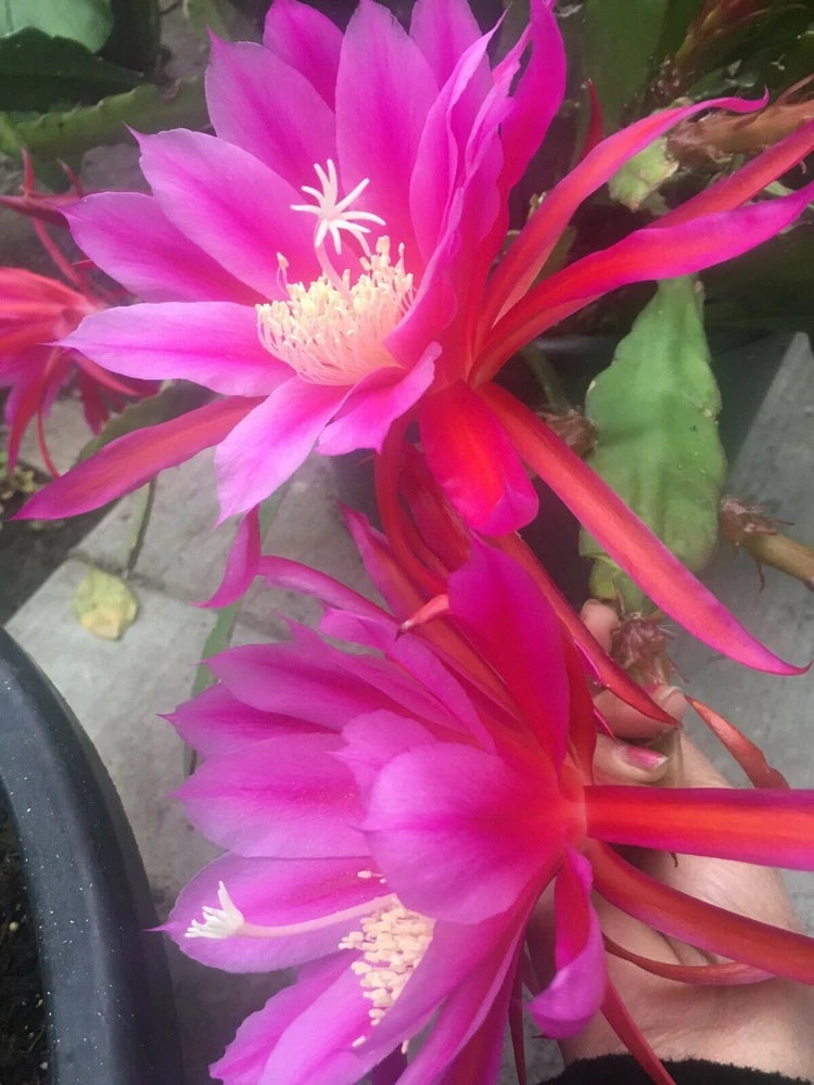 Epiphyllum orchid cutting plant with bright pink-red flowers and white centers