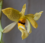 Stanhopea wardii - Species Orchid 2Ó Pot - Seedling- Fragrant Orchids