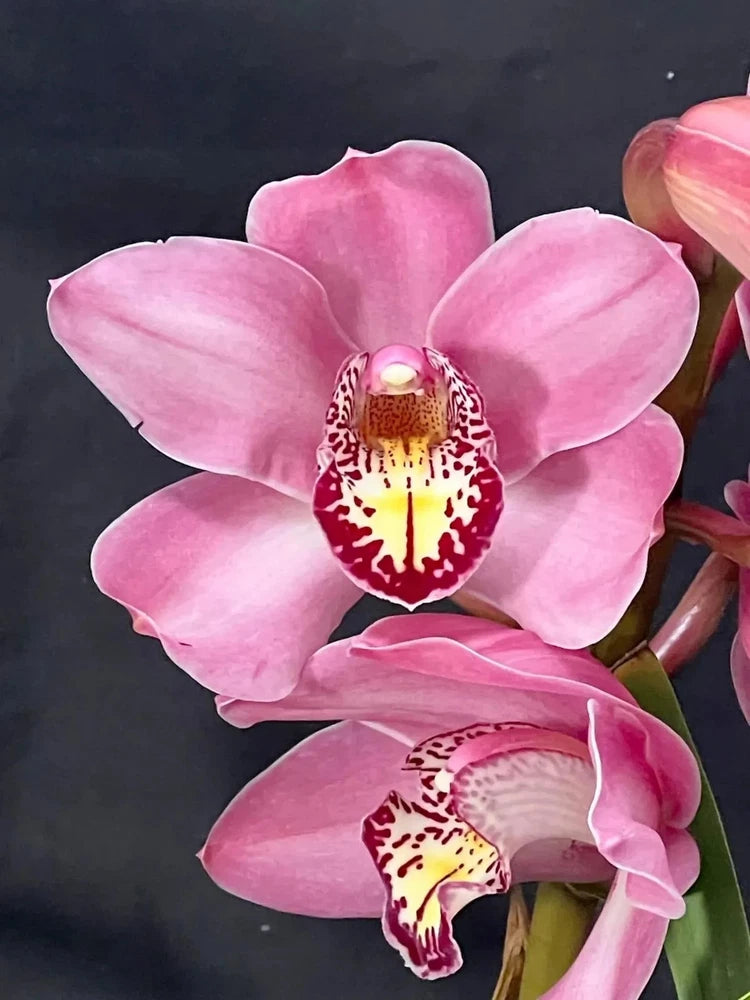 Pink cymbidium orchid bloom with spotted lip on green stems
