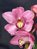 Cymbidium Barrita Sanguine 'Pink' ~ 1 Gallon Pot Orchids