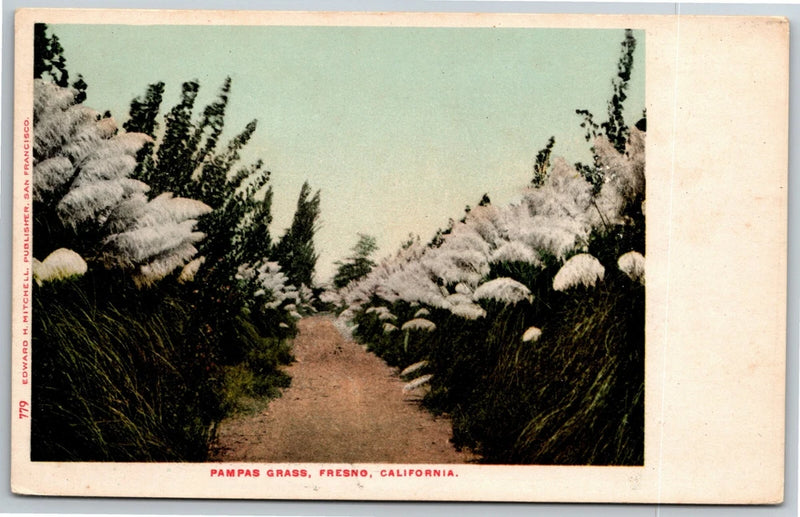 Vintage c1901-07 Postcard "Pampas Grass, Fresno, California." Unposted Pampas Grass