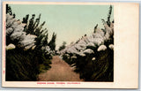 Vintage c1901-07 Postcard "Pampas Grass, Fresno, California." Unposted Pampas Grass