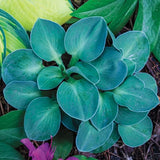 Hosta Blue Mouse Ears Plant Multiple Divisions Mini Blue Shade Hosta Garden Plants
