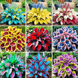 400Pcs Perennial Hosta Seed for Planting- Non-GMO Heirloom Plant Seeds Garden Ou Garden Plants