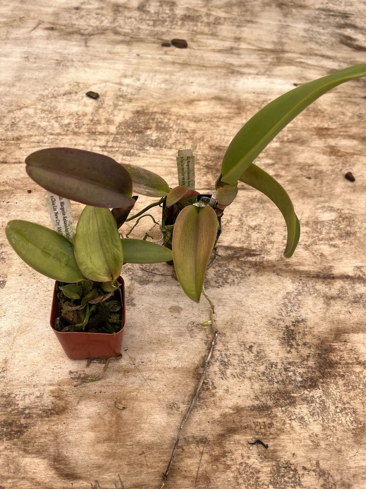 Potted orchid plant with three green-brown flowers in a terracotta pot