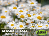Alaska Shasta Daisy Heirloom Non-GMO Seeds Garden Plants