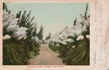 Lithograph * Fresno California Walking Trail in Pampas Grass 1906 Pampas Grass