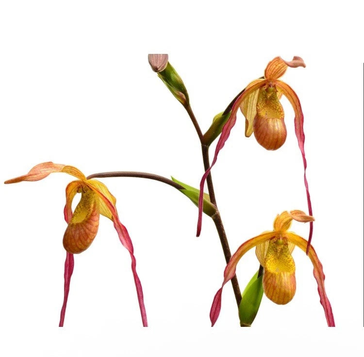 Orchid plant with orange pouch-like blooms and long red-pink hanging filaments