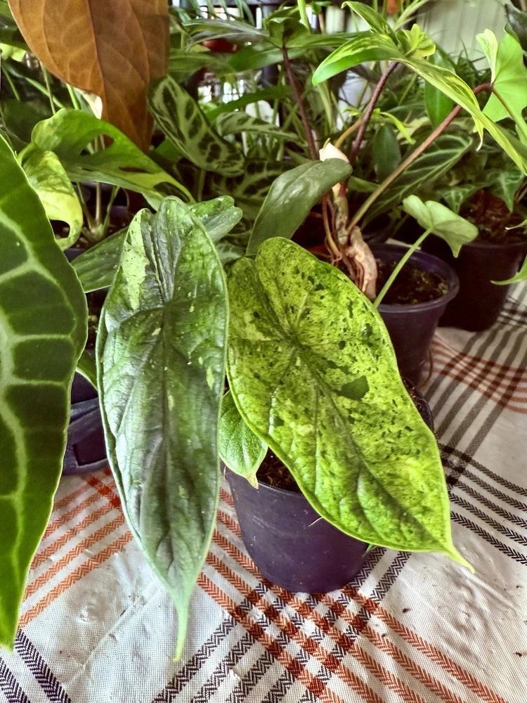 Green variegated alocasia leaves in a purple pot