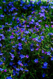 72 LITHODORA GRACE WARD Live Plants Plugs Garden Home Planters AV Garden Plants