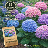 55 Bigleaf Hydrangea Seeds Heirloom Flower Shrub Garden Easy Grow Hydrangea
