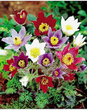 NEW! 20+ PULSATILLA PASQUE FLOWER SEEDS MIX Flowering Plants