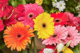 20 GERBER DAISY Mixed Colors Gerbera Jamesonii Barberton African Flower Seeds Daisies
