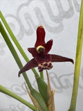 Maxillaria Tenuifolia The Coconut Orchid Very Fragrant Orchids