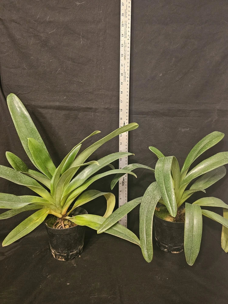 Paphiopedilum orchid plant in small black pots with long green leaves