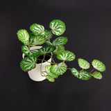 Ikea Fejka Artificial Potted Plant Green with Pot Indoor/Outdoor 4.5" Height Green Plant