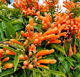 Set 2 Orange Trumpet Vine Live Plant - 4-6" Tall - Fast Growing Climbing Flower Green Plant