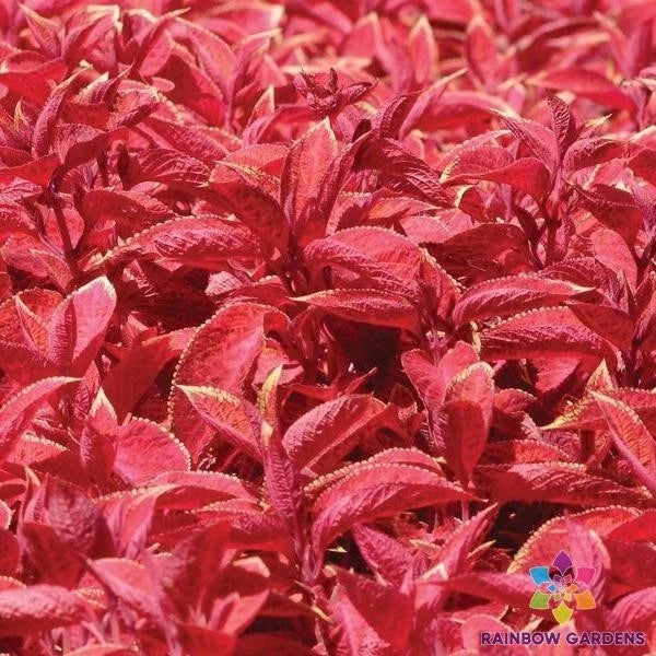 25+ Wizard Sunset Coleus Seeds for Garden Planting - USA - FREE SHIPPING! Garden Plants