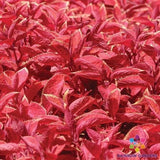25+ Wizard Sunset Coleus Seeds for Garden Planting - USA - FREE SHIPPING! Garden Plants