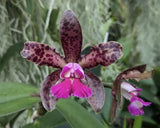 Cattleya Mareeba Tiger Fragrant  Purple Pink Orchid Eros Seedling Hybrid 2Ó Pot Orchids