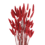 60pcs Natural Bunny Tails Dried Flowers 24" Mini Pampas Grass, Red Pampas Grass