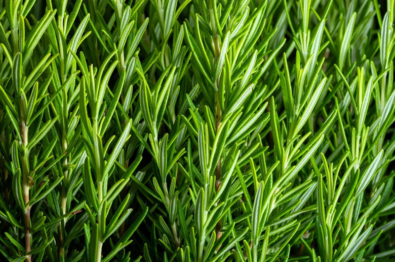 100 ROSEMARY Rosmarinus Officinalis Herb Flower Seeds Flowering Plants