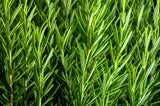 100 ROSEMARY Rosmarinus Officinalis Herb Flower Seeds Flowering Plants