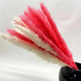 Pink Pampas Grass, 15 Pcs White Pampas, 15 Pcs Pink Pampas Grass. Pampas Grass