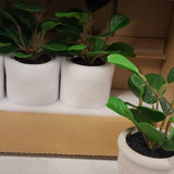 4 _ Target Brands Artificial Mini Plant in White Pot Plastic Houseplant Green Plant