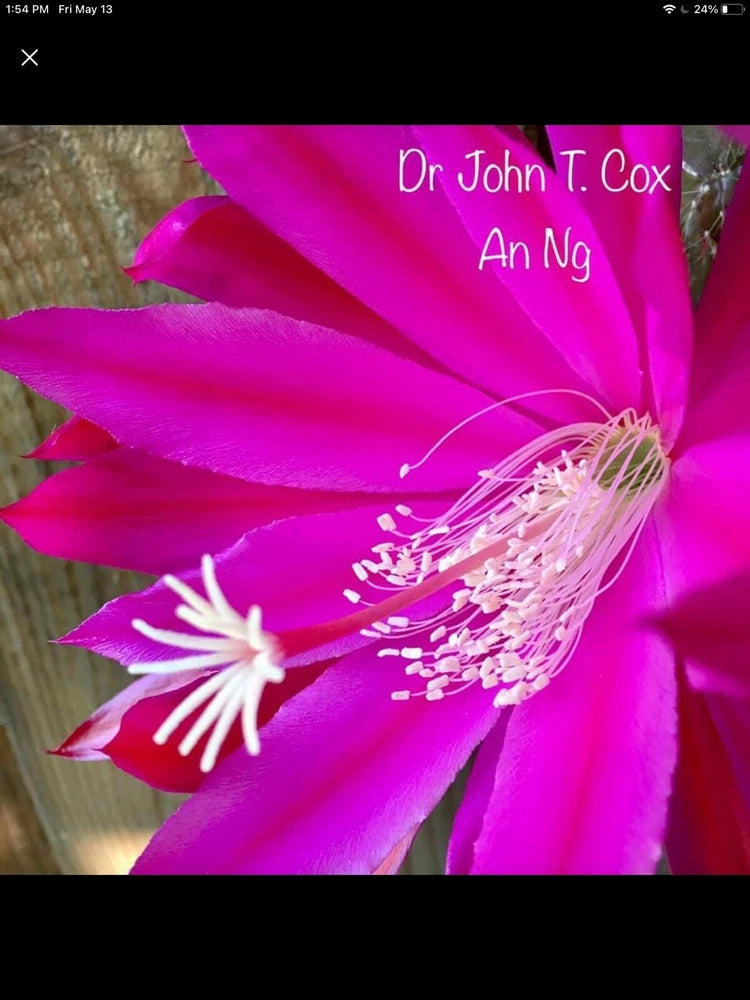 Vibrant magenta orchid flower with white center filaments, showing a cutting bloom